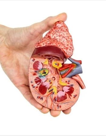 AYURVEDIC KIDNEY TREATMENT IN FAIZABAD